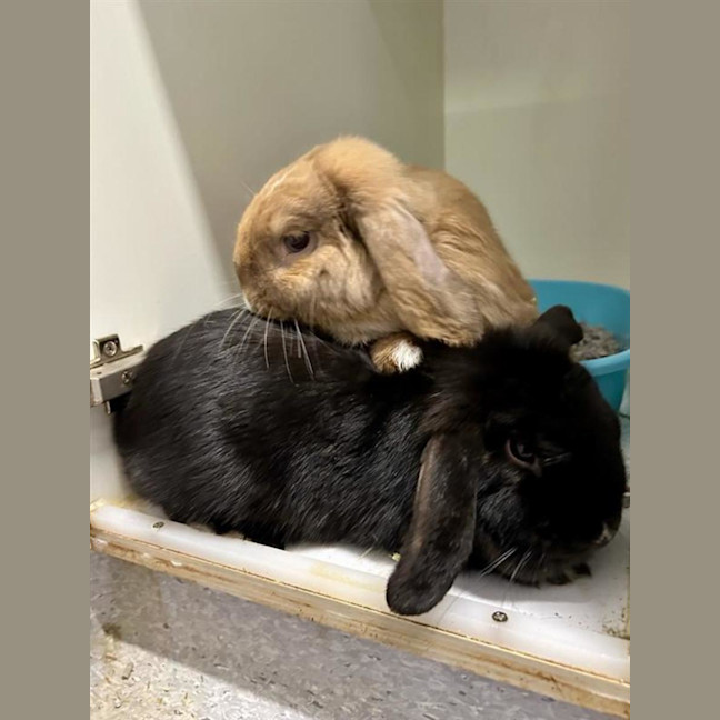 Photo of Cinnamon & Coco