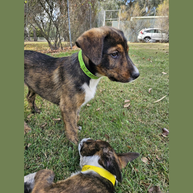 Photo of Wolfie Kids 