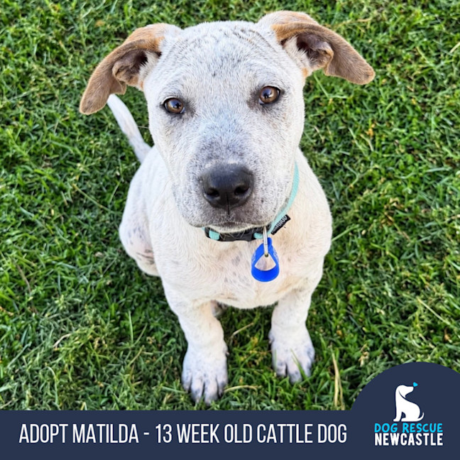 Photo of Matilda   13 Week Old Cattle Dog