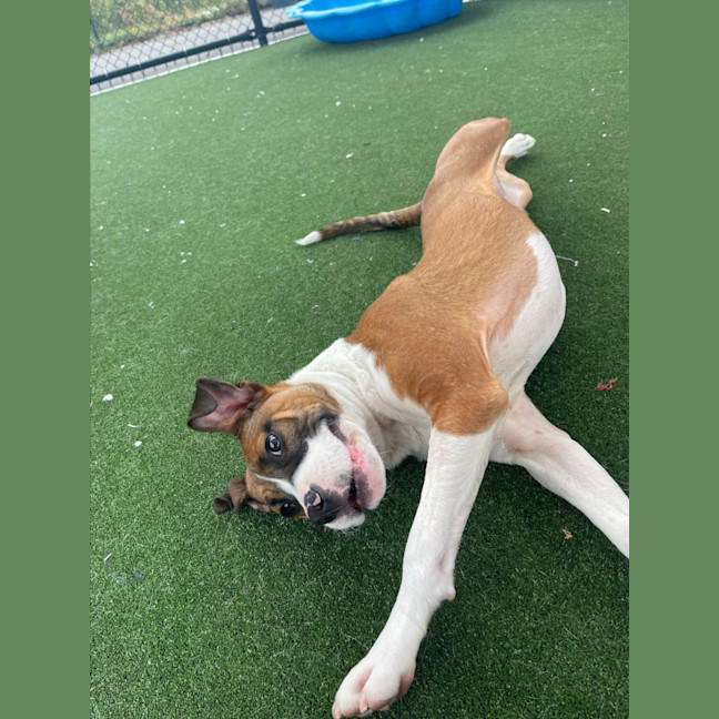 Photo of Zeke Imp 1305