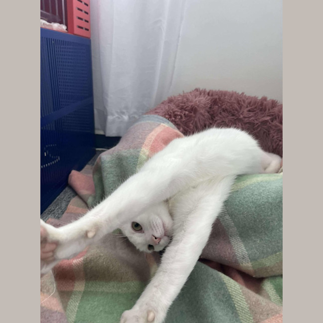 Photo of Mouse / Fig