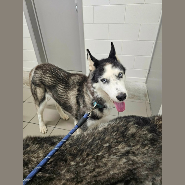 Photo of Benji And Dusty 