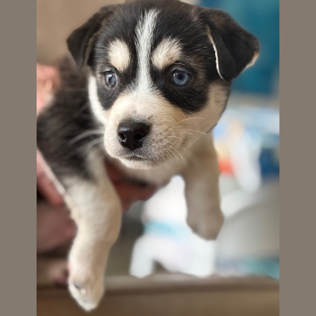 Photo of Beau