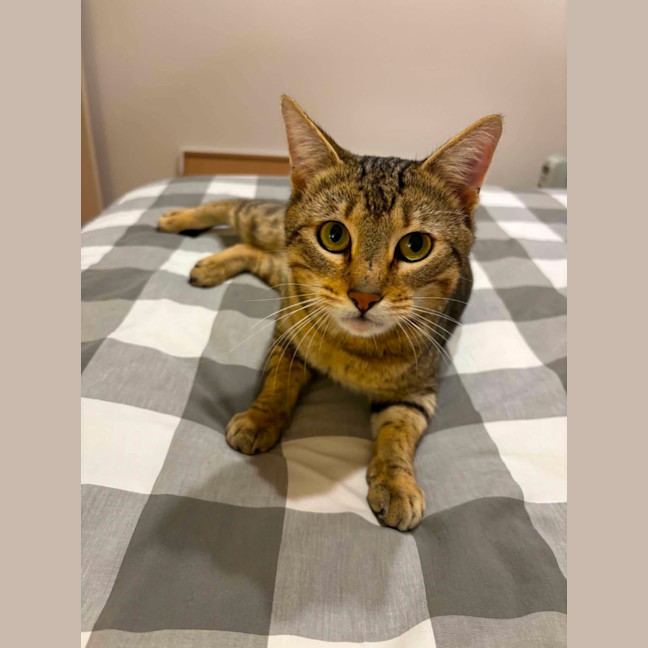 Photo of Dexter   In Foster Care In Bentleigh