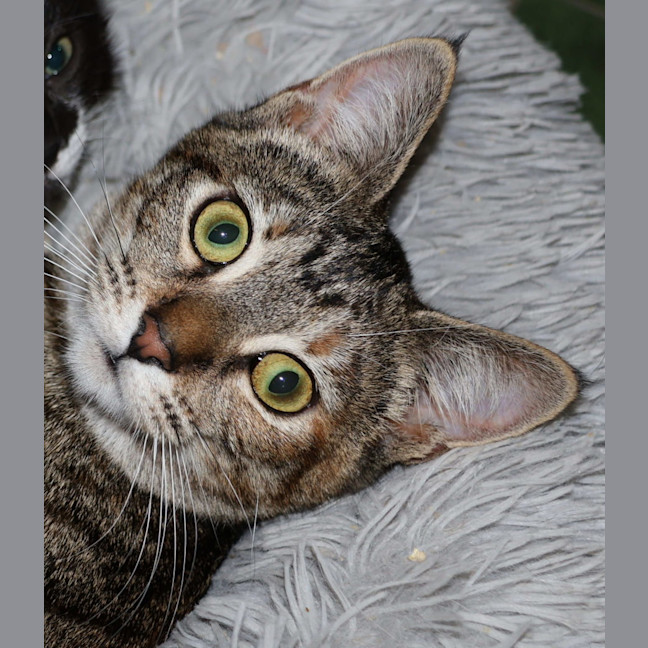 Photo of June Bug   Available At Pet Quarters Belmont