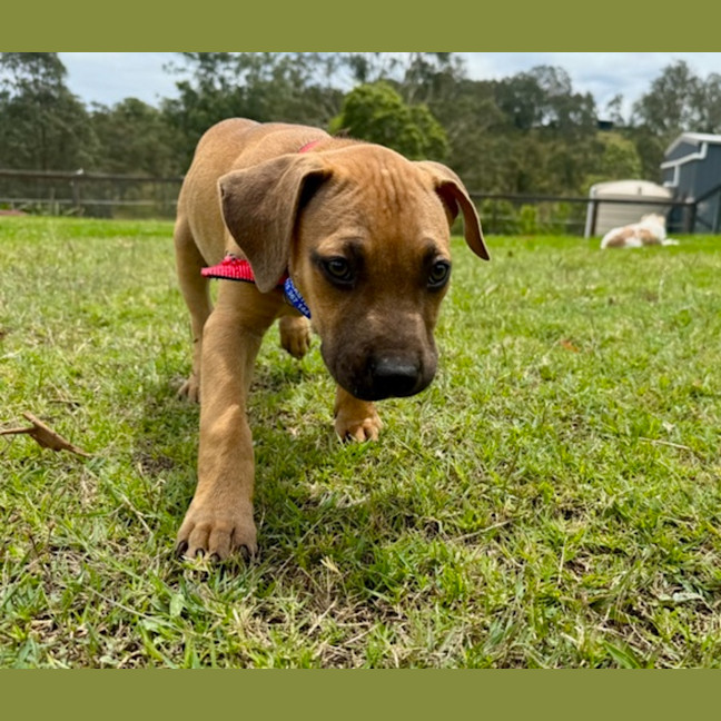 Photo of Alvin   4 Month Old Mixed Breed (Trial)