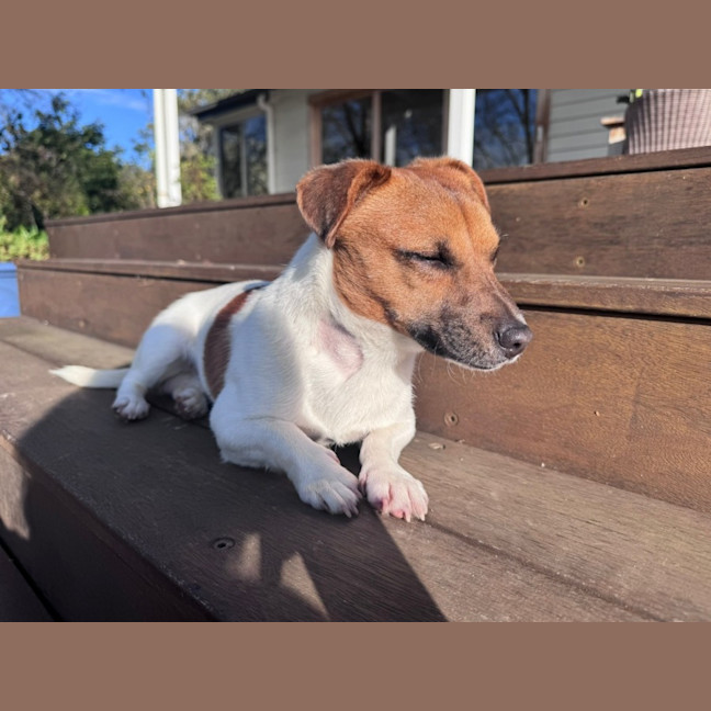 Photo of Teddy