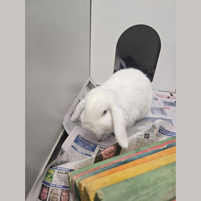 Photo of Marzipan (Bonded To Juniper)