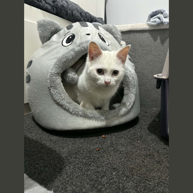 Photo of Sol *9 Lives Project Rescue*