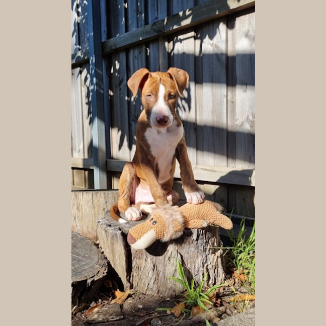 Photo of Soxx