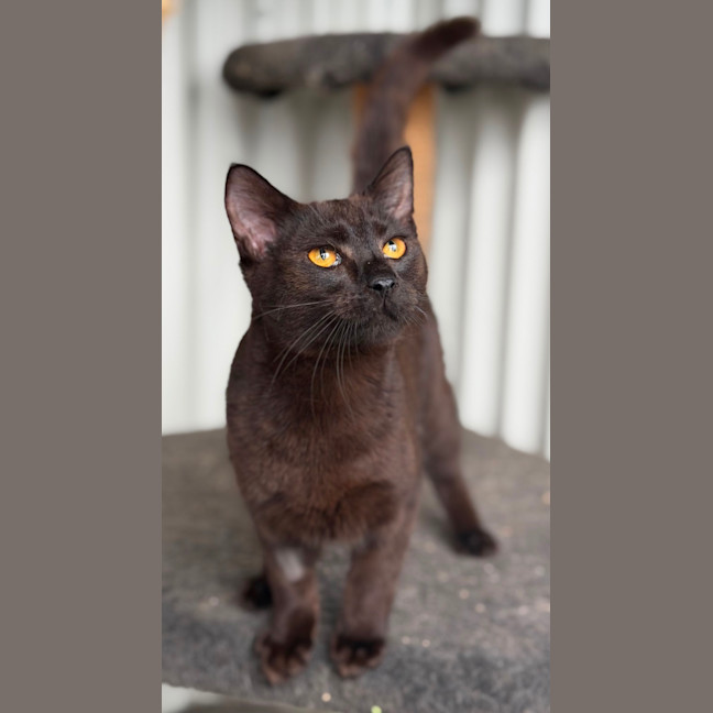 Photo of Flint