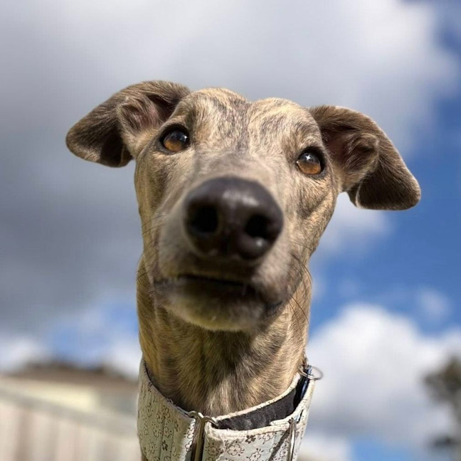Photo of Spud
