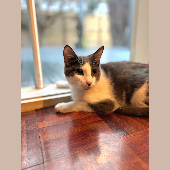 Photo of Dusty (Located In Glen Waverley)