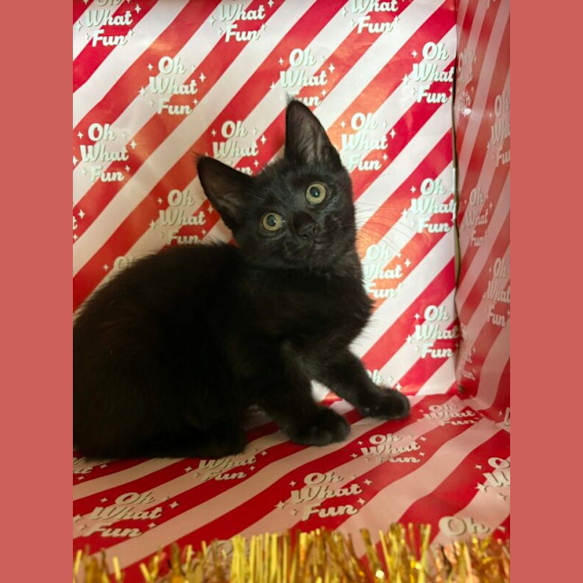 Photo of Sirius