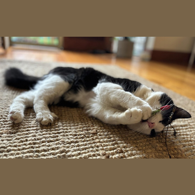 Photo of Hugo