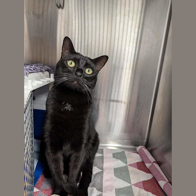 Photo of Salem