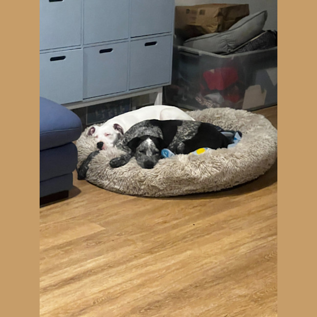 Photo of Maverick   9 Month Old Cattle Dog X (Trial)