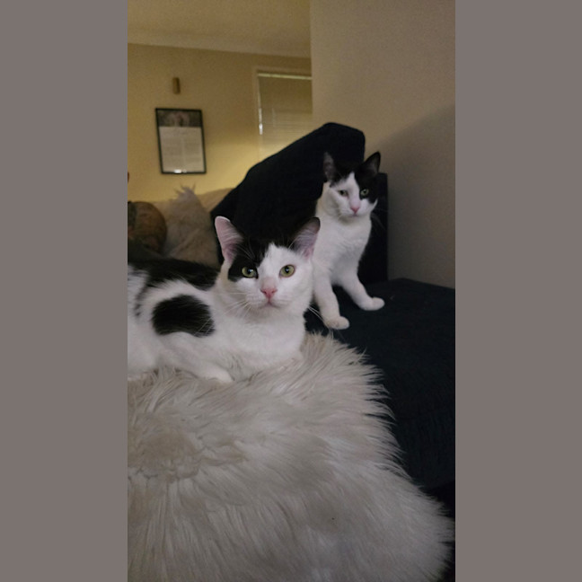 Photo of Luna & Mikey