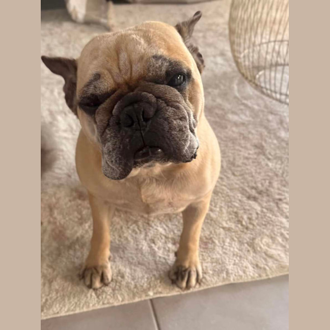 Photo of Rubble *$350 Adoption Fee*