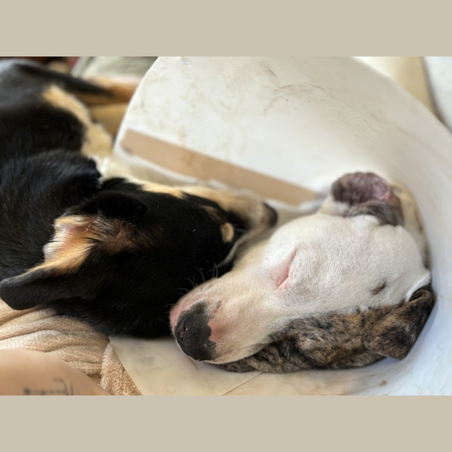 Photo of Cheetoh Puff