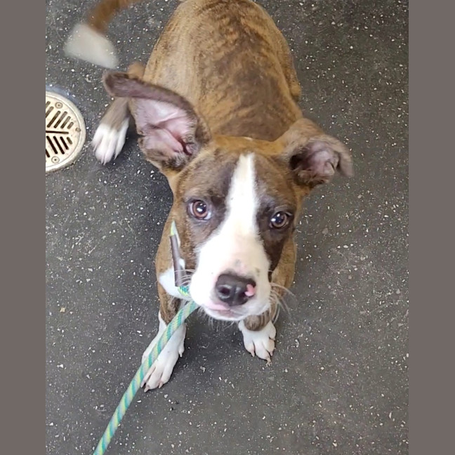 Photo of Lil Lasagna