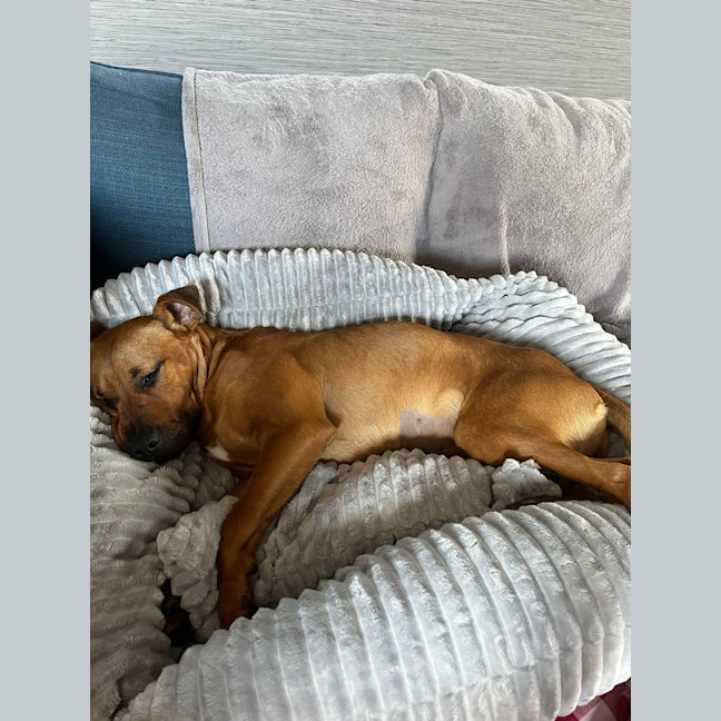 Photo of Pumpkin