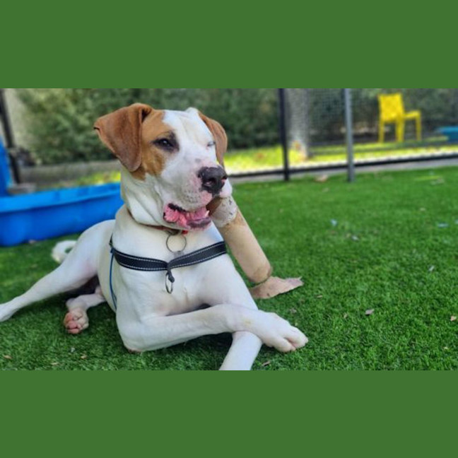Photo of Dozer