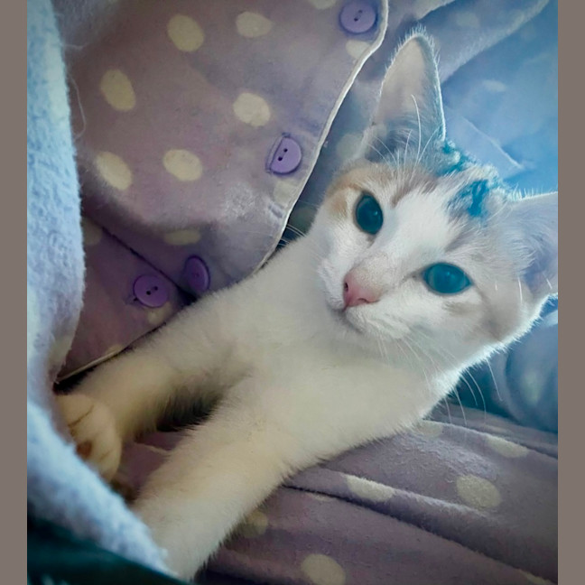 Photo of Ophelia