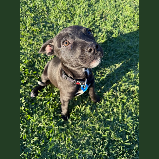 Photo of Jameson