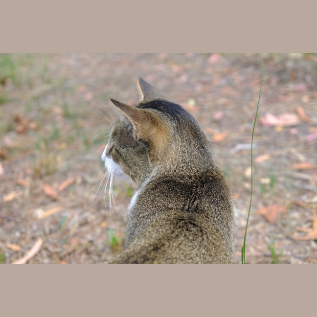 Photo of Spook