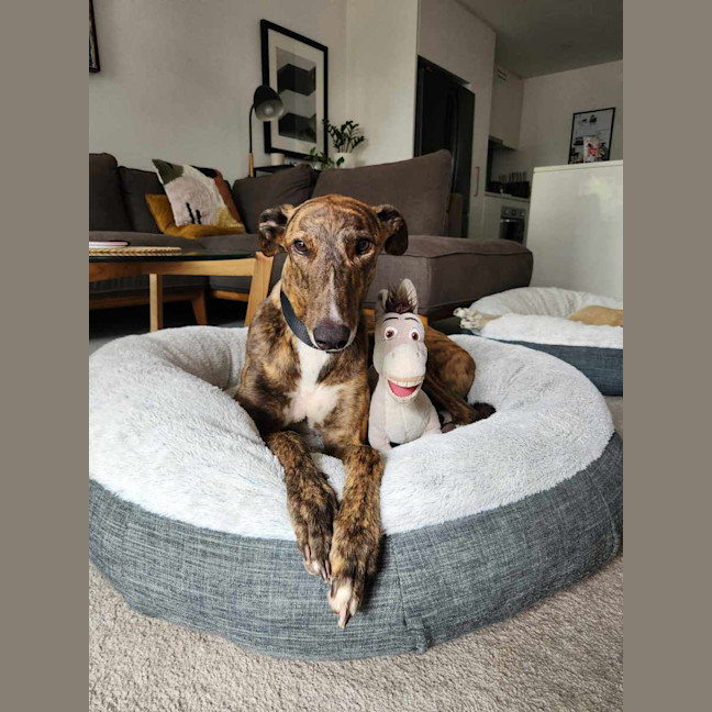 Photo of Tiger, The Adorable Greyhound