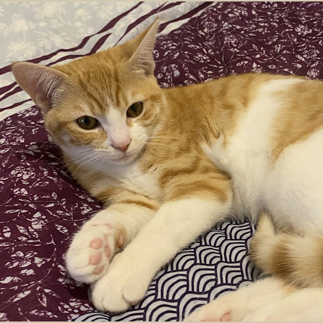 Photo of Fern
