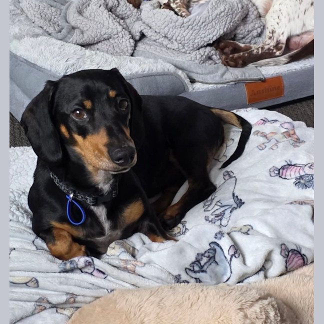 Photo of Scooby   4 Year Old Miniature Dachshund