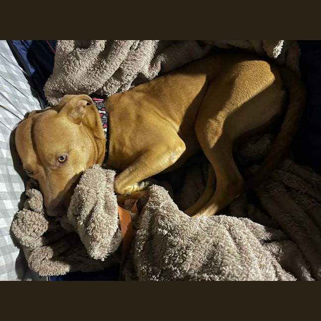 Photo of Toby