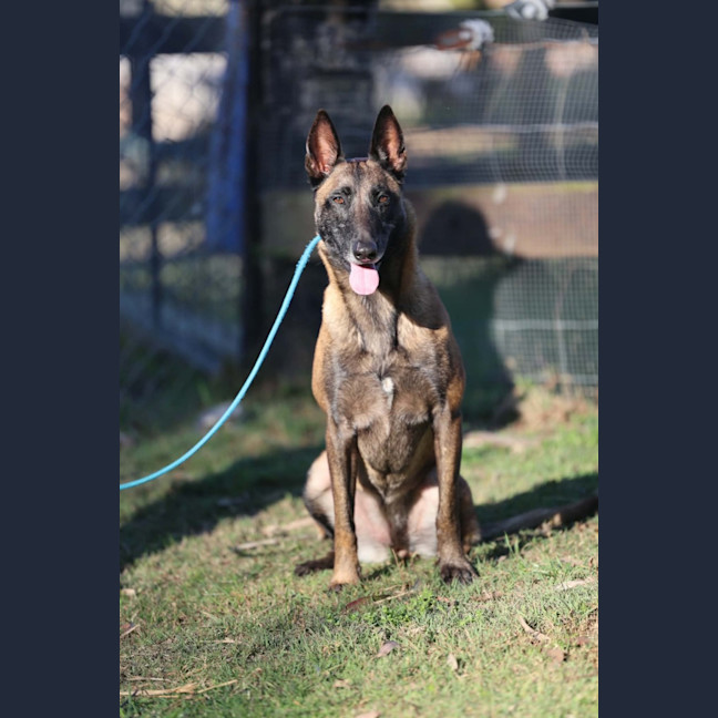 Photo of Shadow