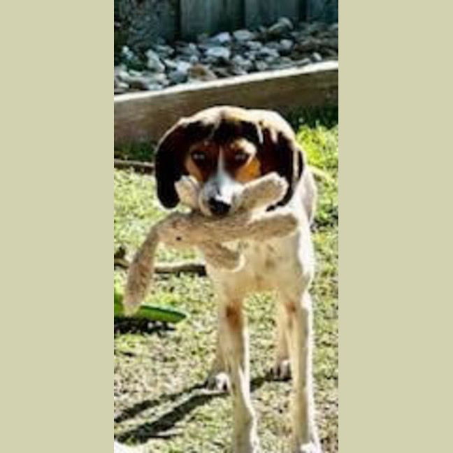 Photo of Daisy   Assisted Rehome 