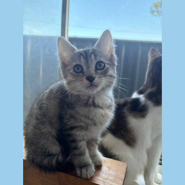 Photo of Nutmeg