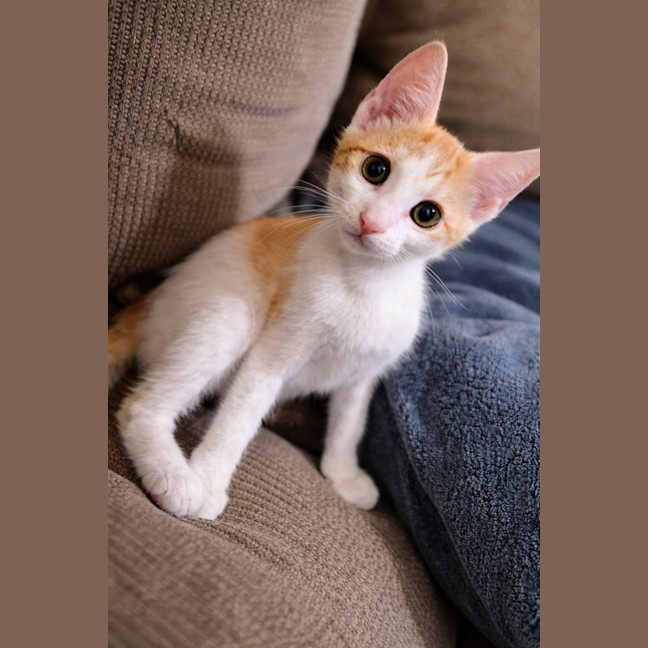 Photo of Fin