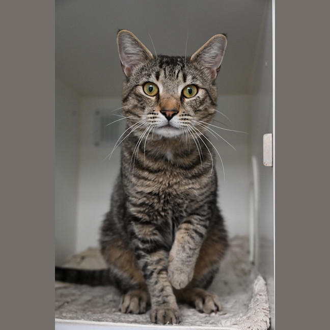 Photo of Cobalt