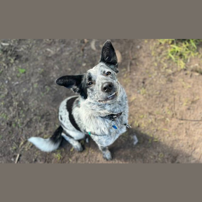Photo of Bella