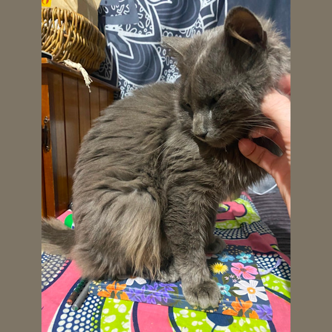 Photo of Morris 💙