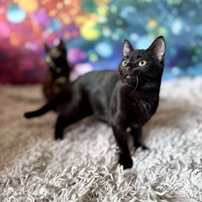 Photo of Valentino   Located In Templestowe