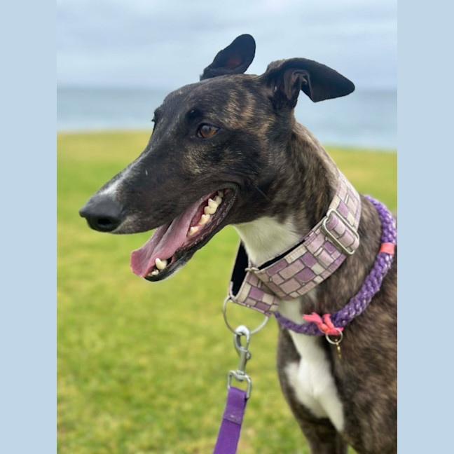 Photo of Brittney, The Greyhound