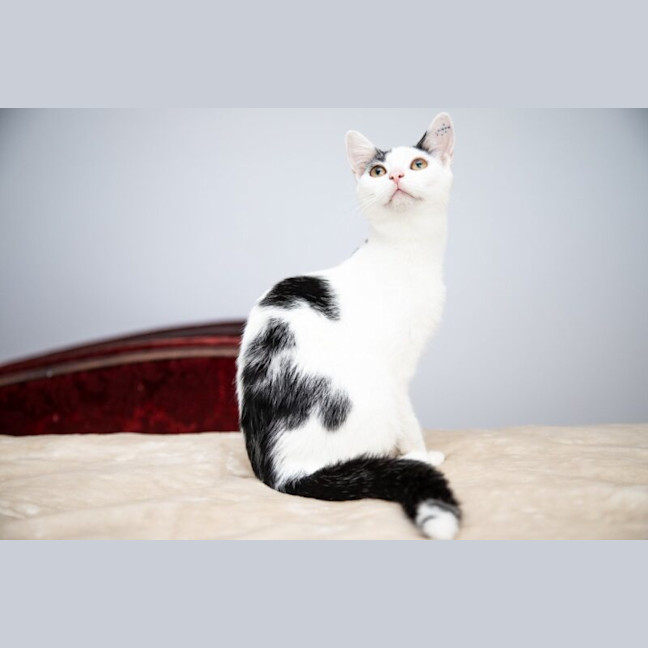 Photo of Luna
