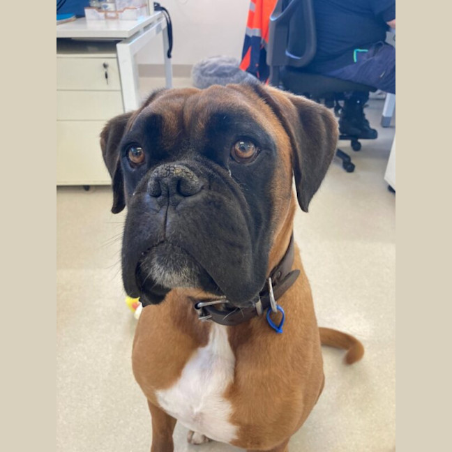 Photo of Tyson