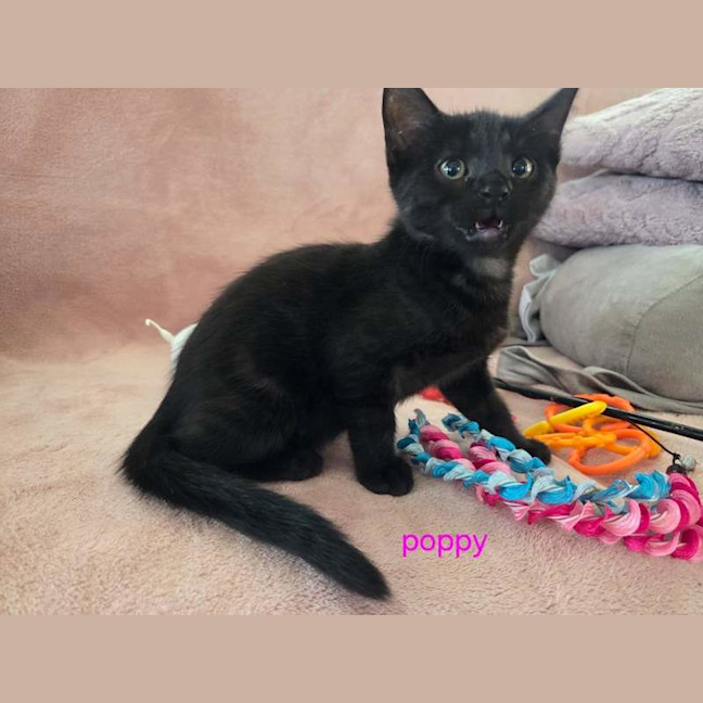 Photo of Poppy