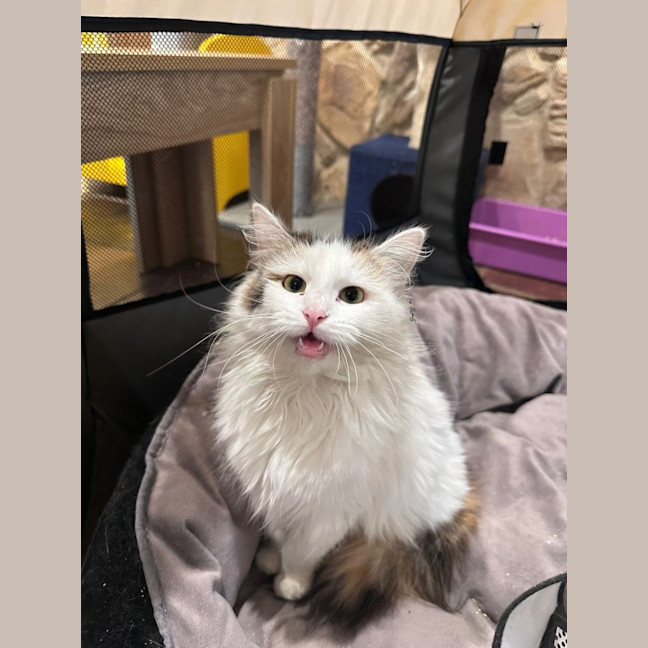 Photo of Biscuit