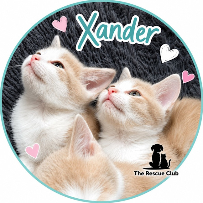 Photo of 🧡 Xander 🧡