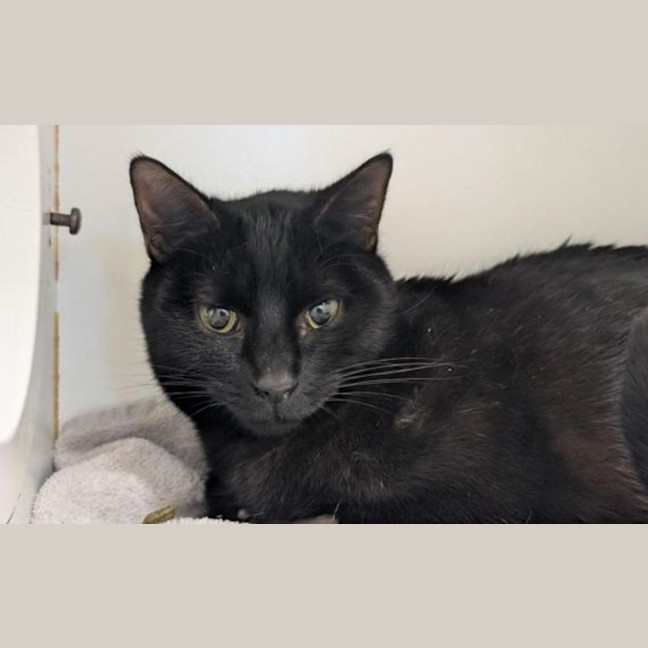 Photo of Luna