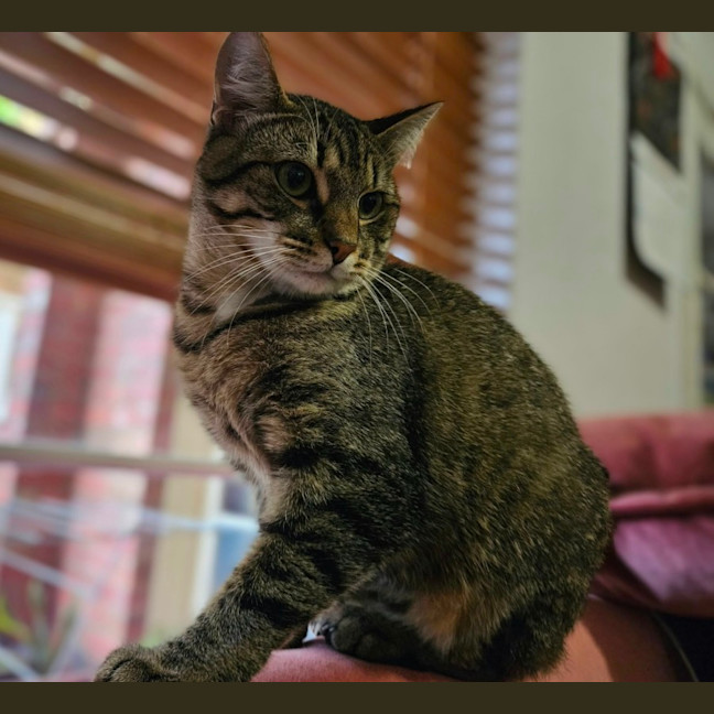 Photo of Remi *9 Lives Project Rescue*